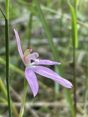Caladenia