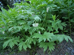 Hydrophyllum fendleri