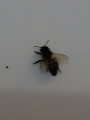 Apis mellifera