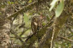 Glaucidium bolivianum