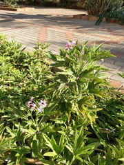 Pelargonium citronellum