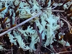 Cladonia caroliniana