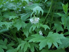Hydrophyllum fendleri