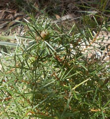 Persoonia juniperina