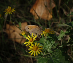 Pulicaria dysenterica