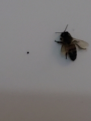 Apis mellifera