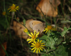 Pulicaria dysenterica