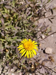 Haplopappus velutinus