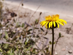 Haplopappus velutinus