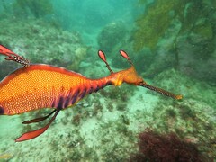 Phyllopteryx taeniolatus