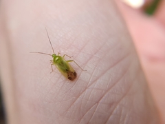 Taylorilygus apicalis