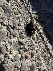Nicrophorus
