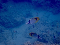 Chaetodon lineolatus