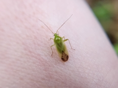 Taylorilygus apicalis