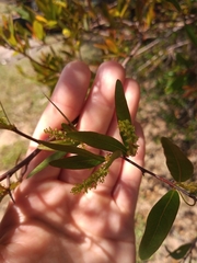 Sebastiania schottiana
