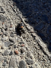Nicrophorus