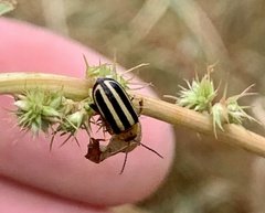 Disonycha glabrata