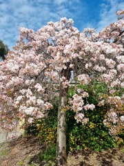 Prunus pendula
