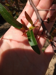 Sebastiania schottiana