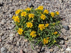 Pectis papposa papposa