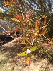 Sebastiania schottiana