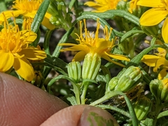 Pectis papposa papposa