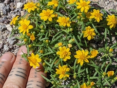 Pectis papposa papposa