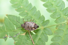 Podisus serieventris