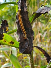 Trichordestra legitima