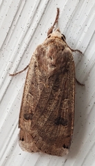 Abagrotis alternata