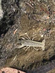 Procambarus clarkii