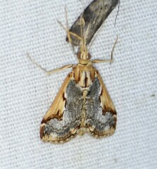 Loxostege albiceralis