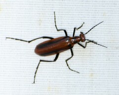 Pyrota tenuicostatis