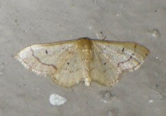 Idaea demissaria