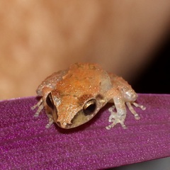 Eleutherodactylus johnstonei