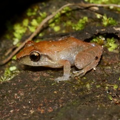 Eleutherodactylus johnstonei