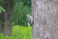 Melanerpes aurifrons