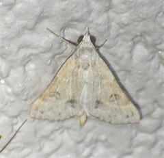 Hemeroplanis historialis