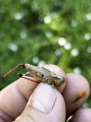 Melanoplus scudderi
