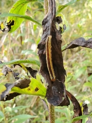 Trichordestra legitima