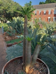 Pachypodium lamerei