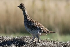 Tympanuchus phasianellus