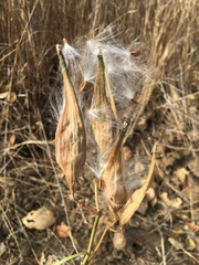Asclepias fascicularis