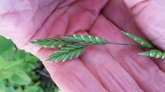 Bromus secalinus
