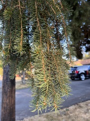 Picea