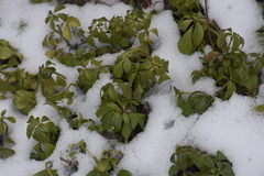 Pachysandra terminalis