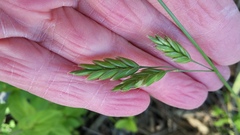 Bromus secalinus