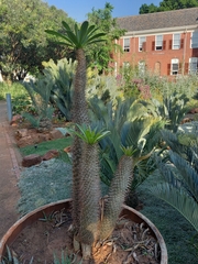 Pachypodium lamerei
