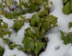 Pachysandra terminalis