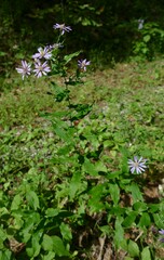 Symphyotrichum phlogifolium